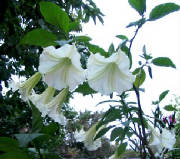 datura2.jpg